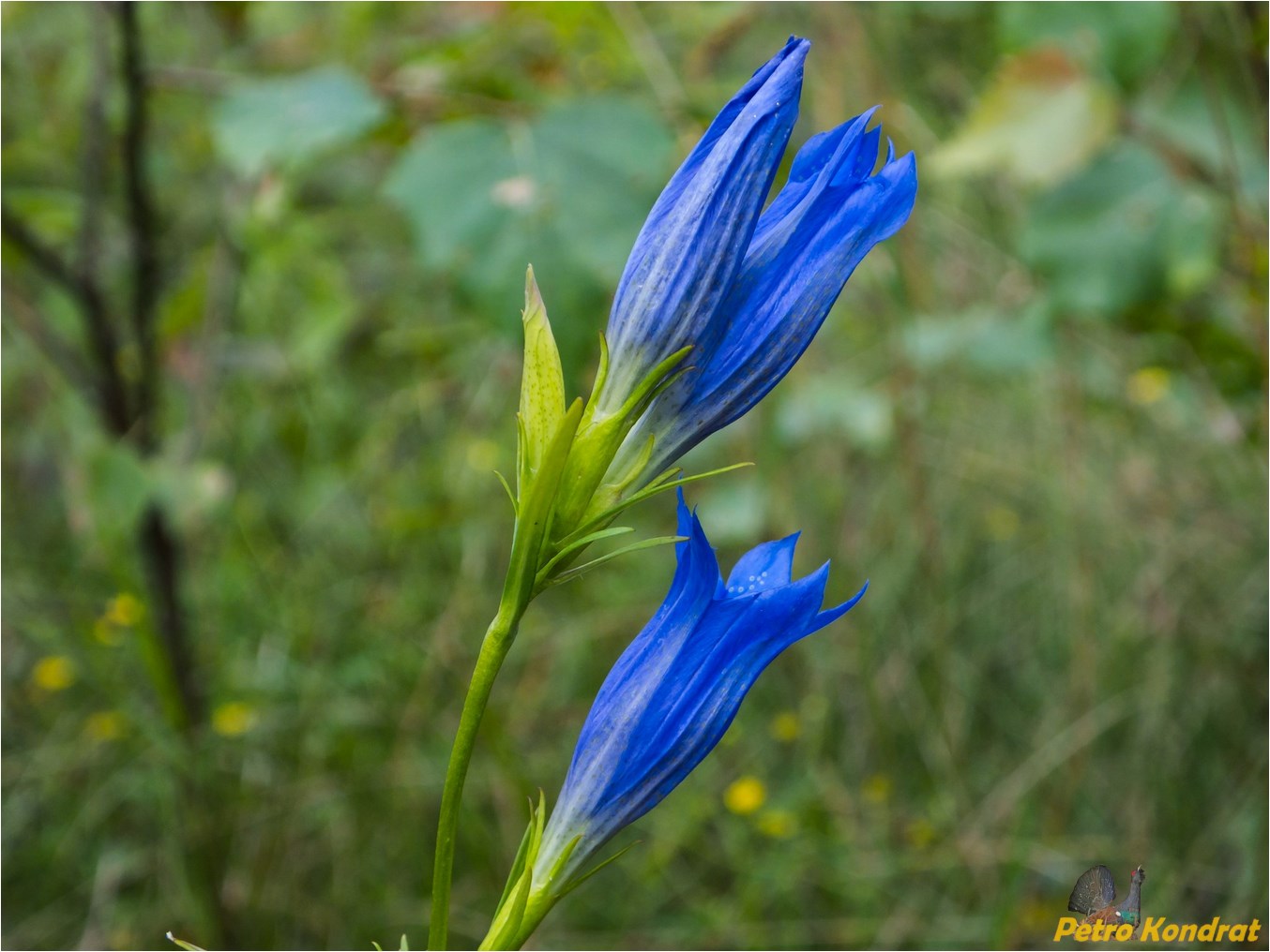 Image of Gentiana pneumonanthe specimen.