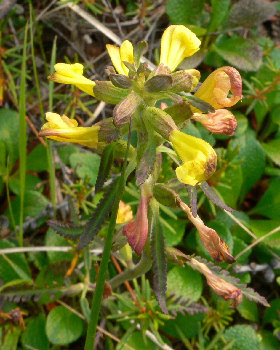 Image of Pedicularis labradorica specimen.