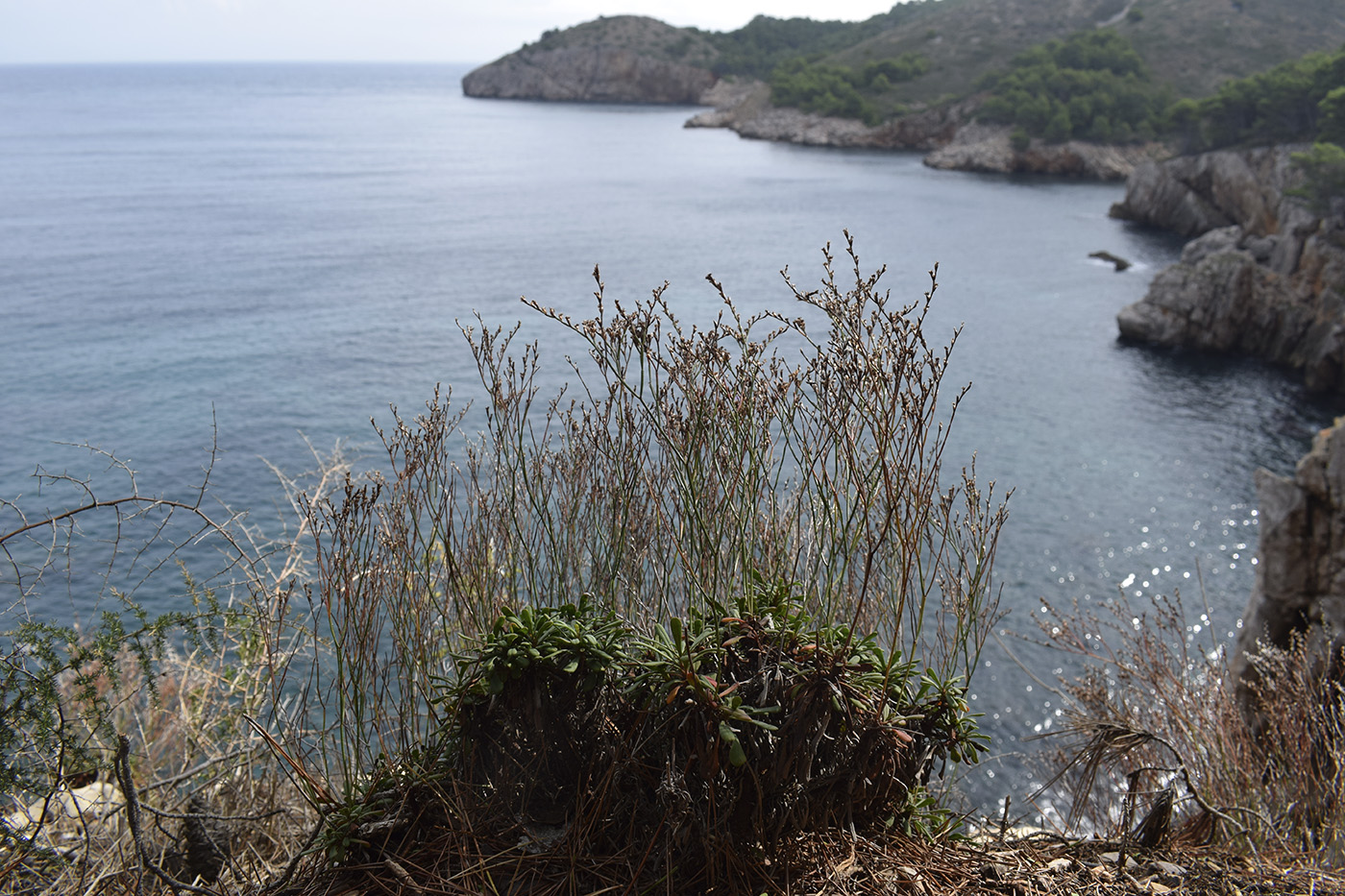 Image of Limonium revolutum specimen.