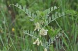 Vicia pannonica