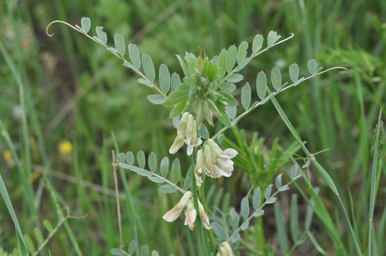 Image of Vicia pannonica specimen.