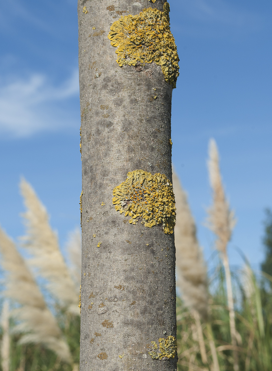 Image of Celtis australis specimen.