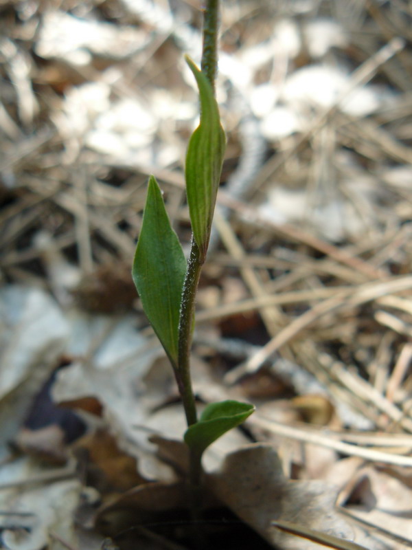 Изображение особи Epipactis microphylla.