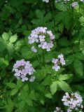 Cardamine macrophylla. Верхушки цветущих растений. Иркутская обл., Слюдянский р-н, берег р. Слюдянка, окр. Серебряного источника. 24.06.2018.