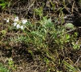 Oxytropis floribunda. Цветущее растение. Казахстан, Восточно-Казахстанская обл., г. Усть-Каменогорск, восточные окр., Лесхоз, склон сопки. 27.05.2018.