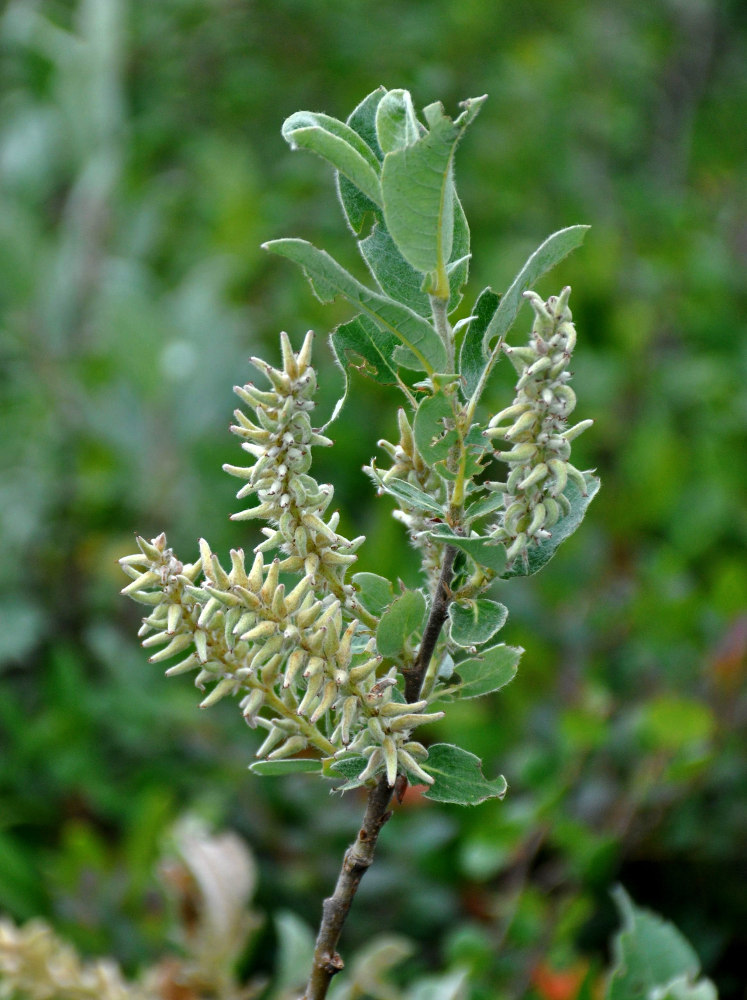 Изображение особи Salix glauca.