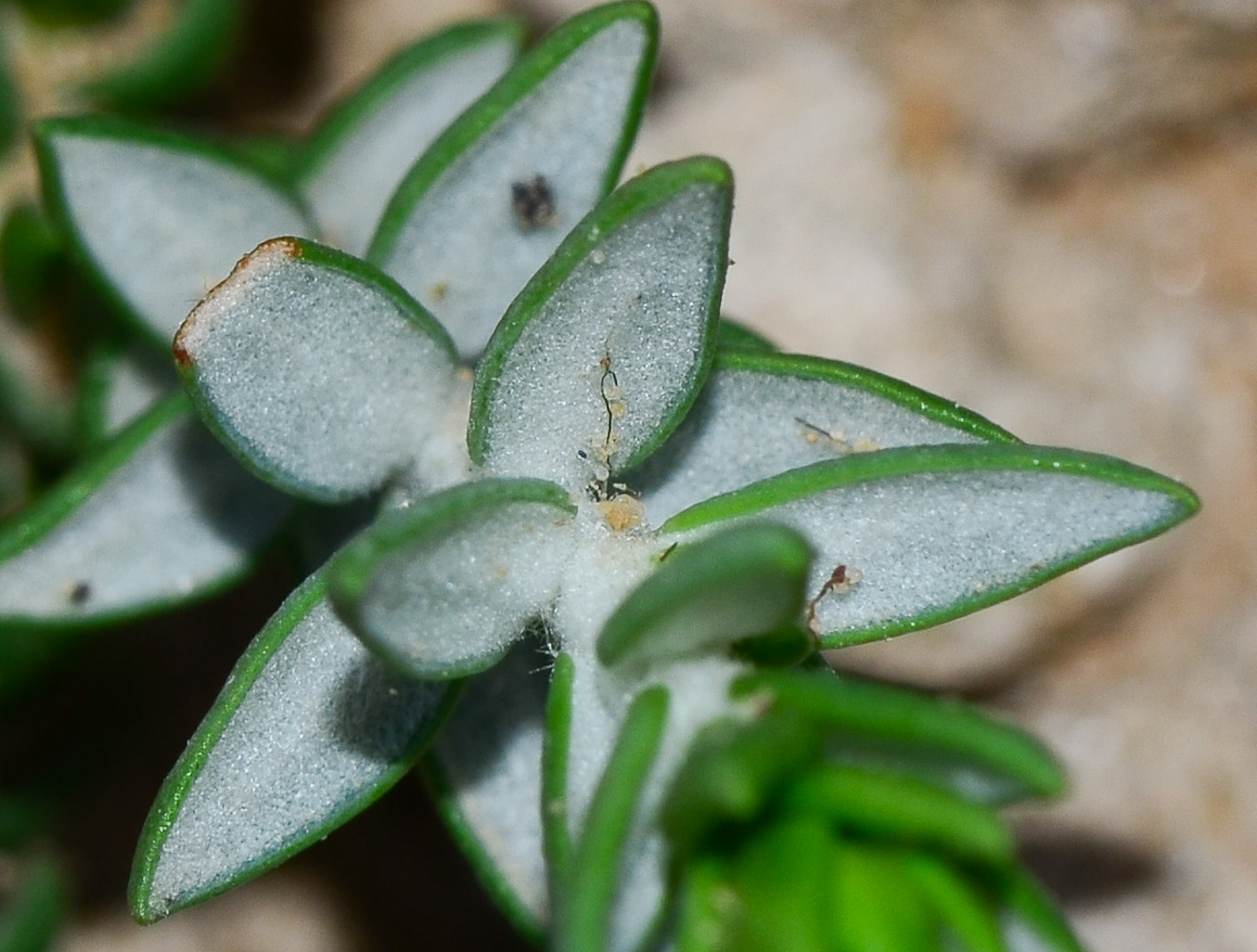 Image of Thymelaea hirsuta specimen.