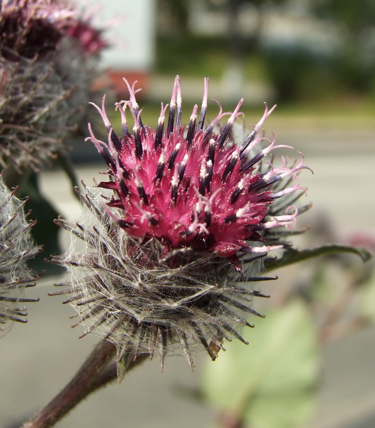 Image of Arctium tomentosum specimen.