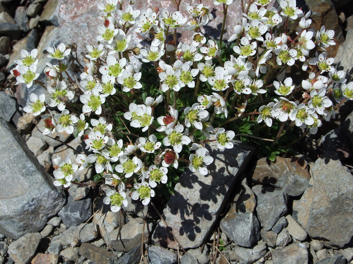 Изображение особи Micranthes merkii.