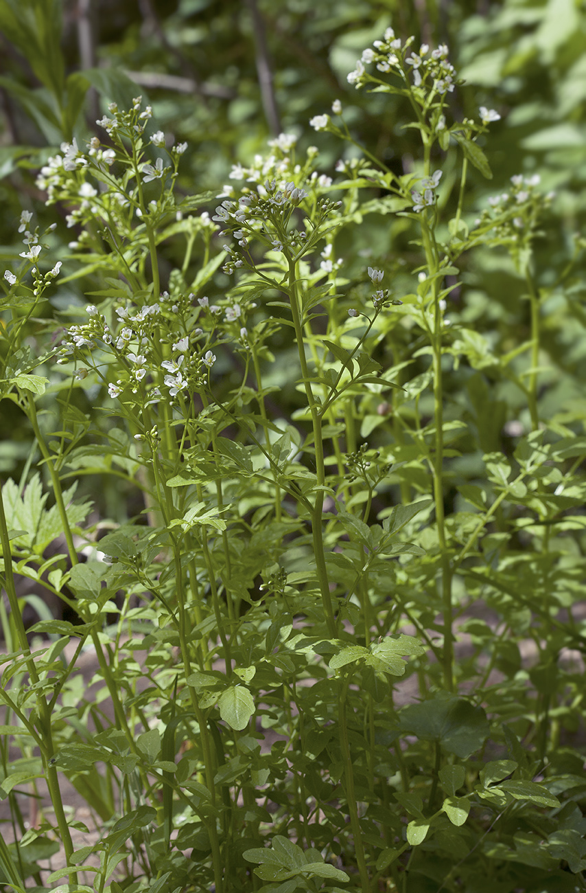 Изображение особи Cardamine amara.