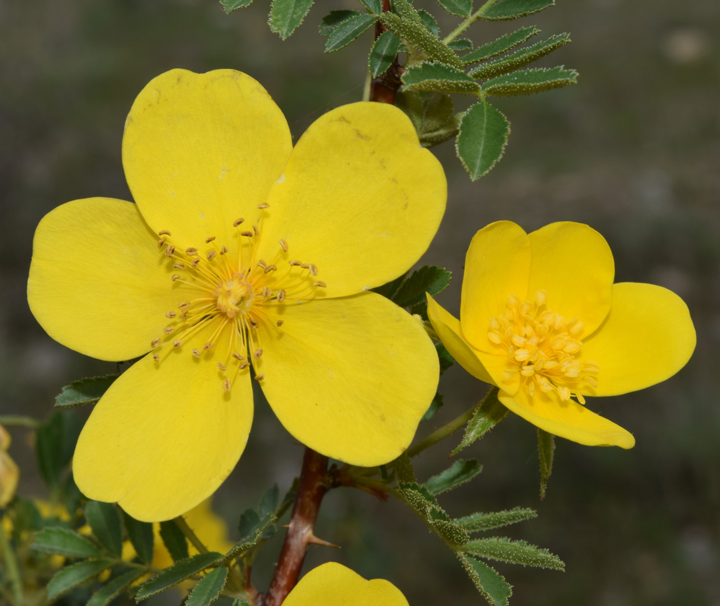 Image of Rosa ecae specimen.