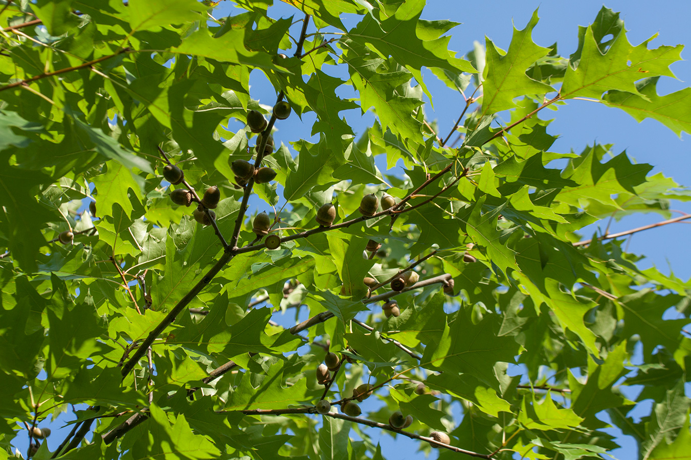 Image of Quercus rubra specimen.