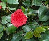 Camellia japonica. Верхушка побега с цветком (махровый культивар). Крым, Южный Берег, Партенит, парк ЛОК \"Айвазовское\". 30.04.2018.