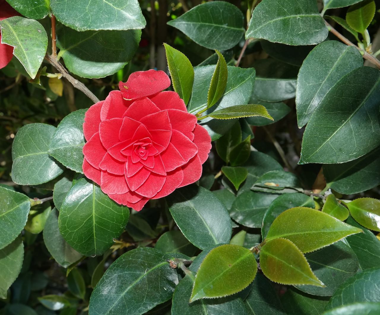 Image of Camellia japonica specimen.