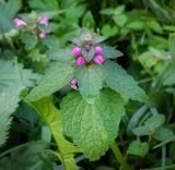 Lamium purpureum. Верхушка цветущего растения. Пермский край, Лысьвинский р-н, с. Кын, обочина дороги на центральной улице. 22.09.2018.