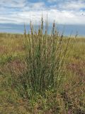 Juncus maritimus