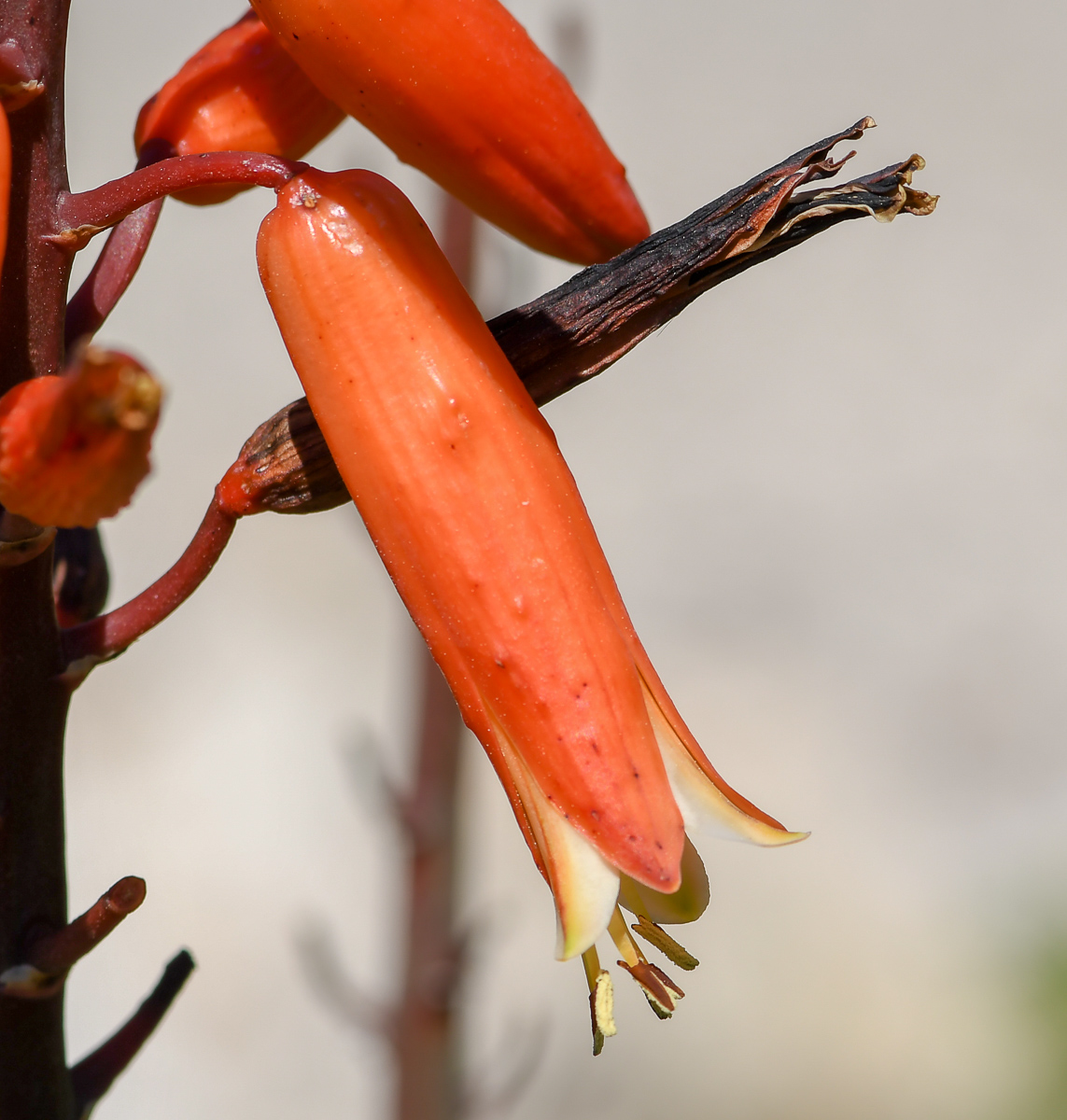 Image of Aloe plicatilis specimen.