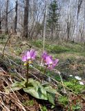 Erythronium sajanense