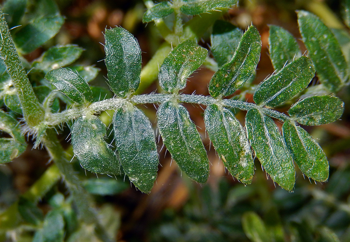 Image of Tribulus terrestris specimen.