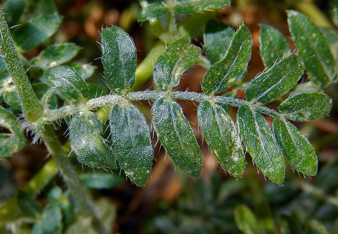 Изображение особи Tribulus terrestris.