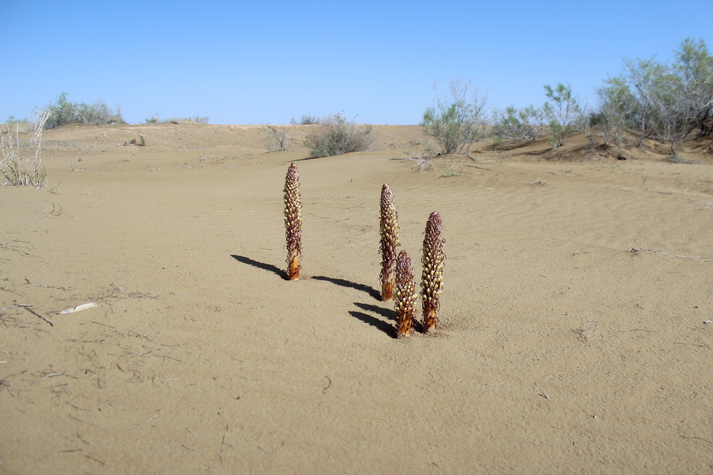 Image of Cistanche flava specimen.