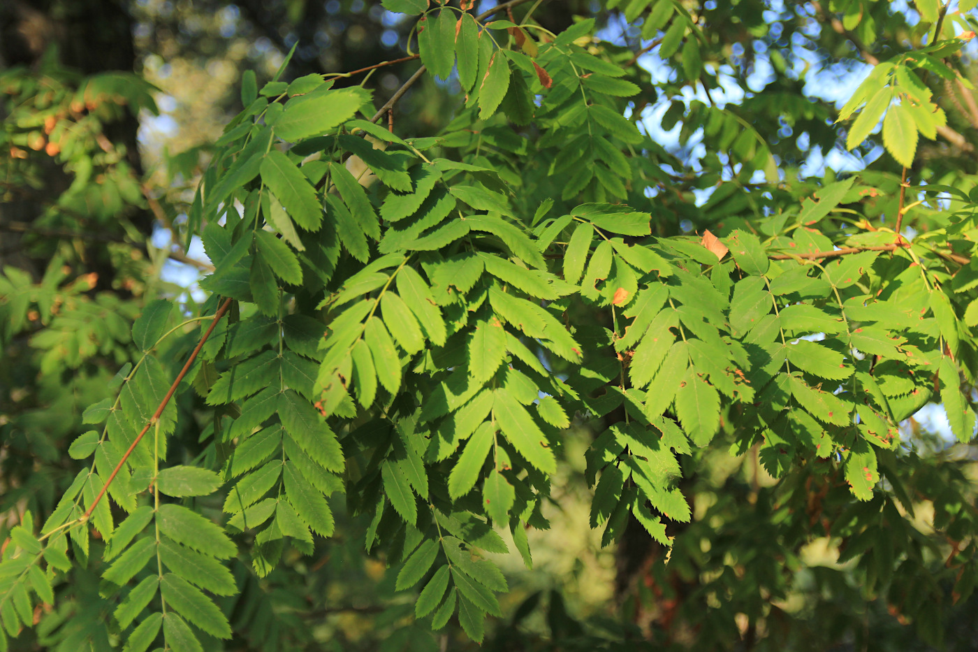 Image of Sorbus domestica specimen.