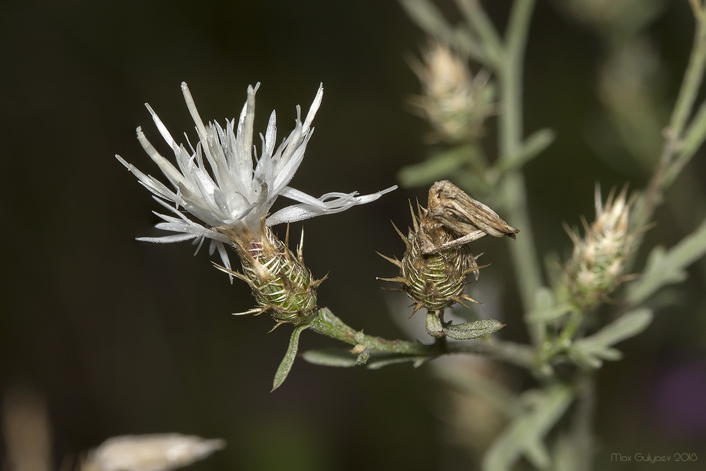 Изображение особи Centaurea diffusa.