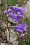 Campanula taurica. Соцветие. Крым, верхнее плато Чатырдага. 4 июля 2010 г.