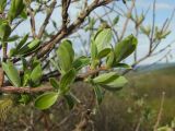 Salix abscondita