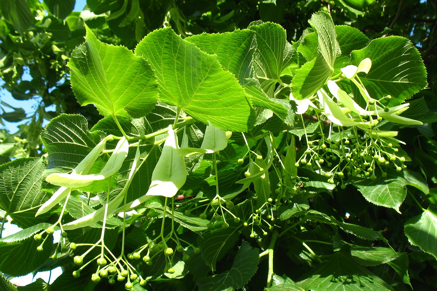 Изображение особи Tilia platyphyllos.