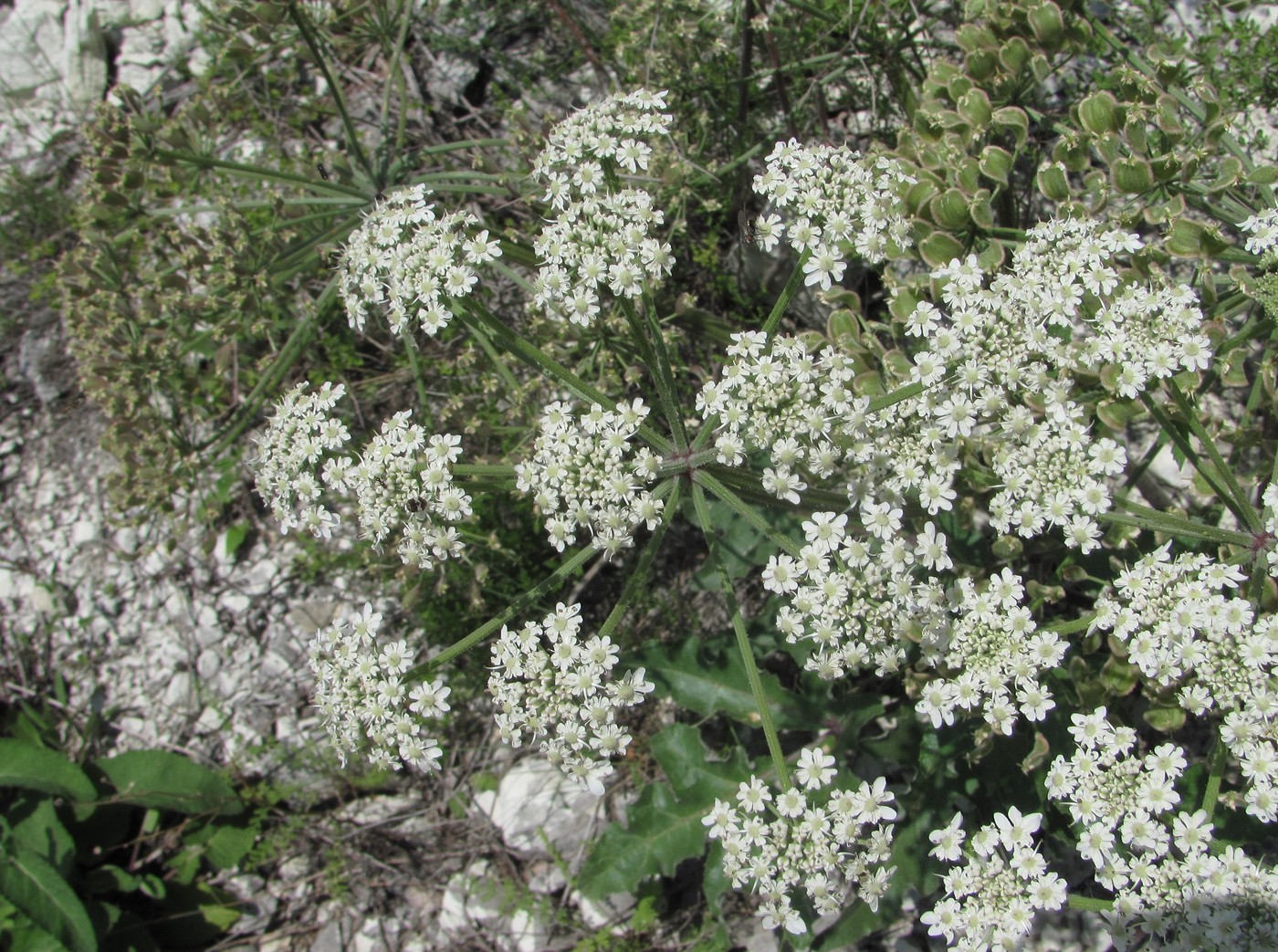 Изображение особи Heracleum grandiflorum.