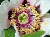 Paeonia suffruticosa