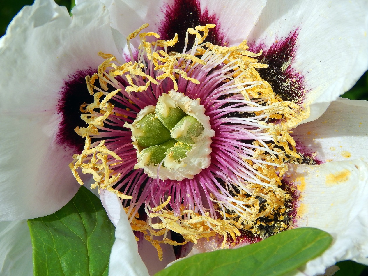 Image of Paeonia suffruticosa specimen.