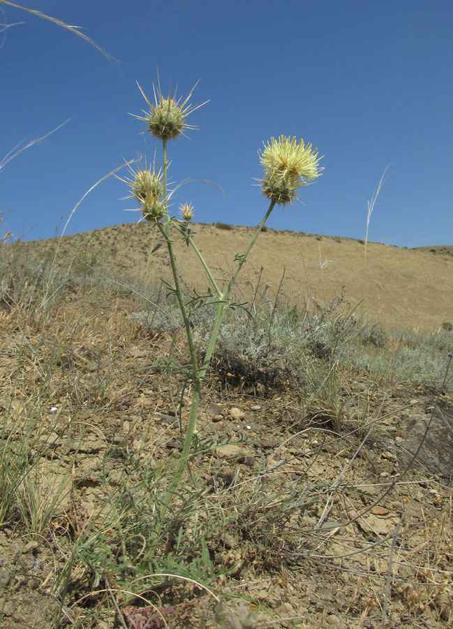 Изображение особи Centaurea reflexa.