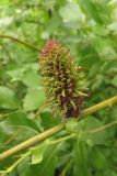 Salix myrsinifolia