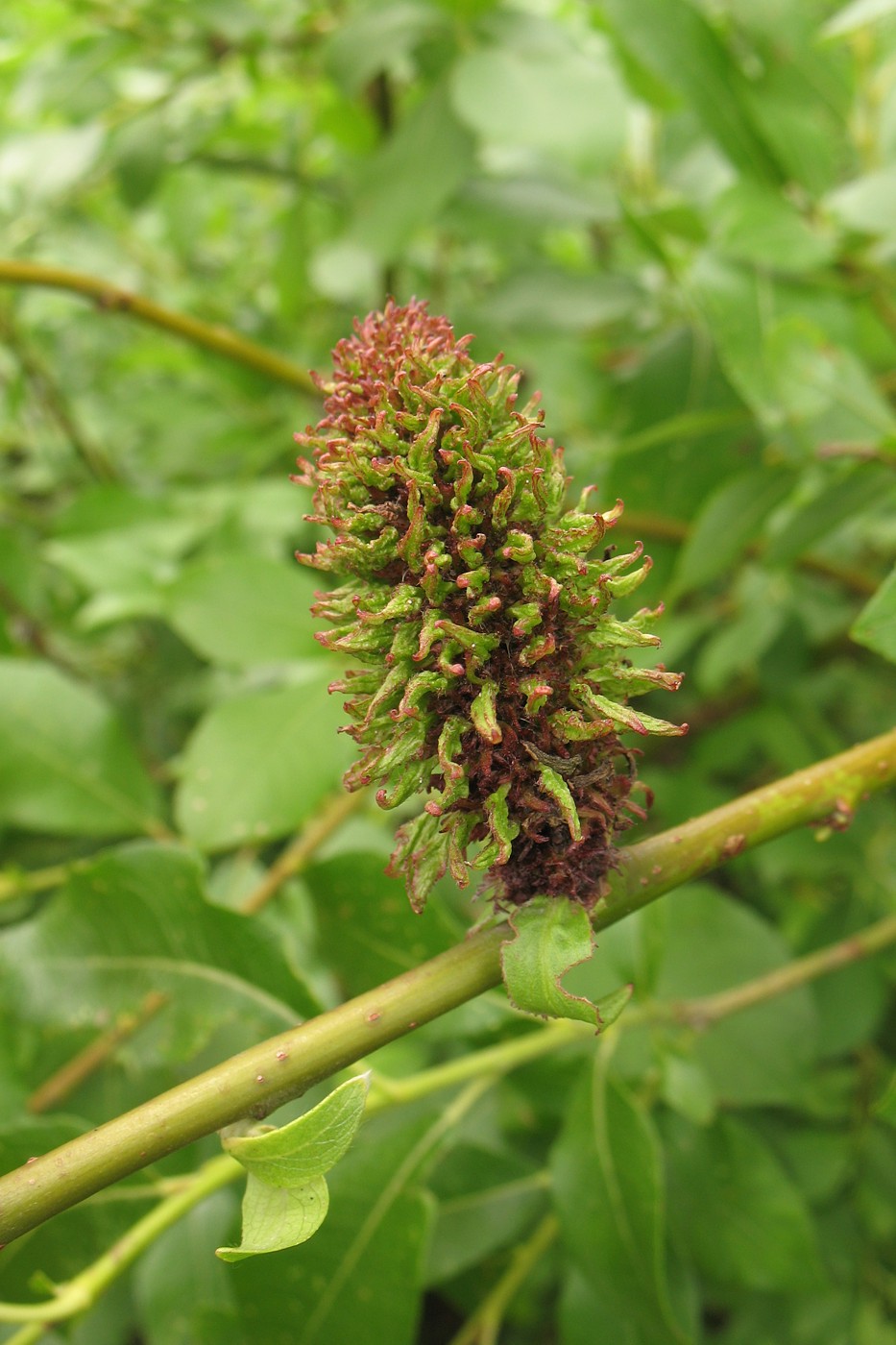 Image of Salix myrsinifolia specimen.