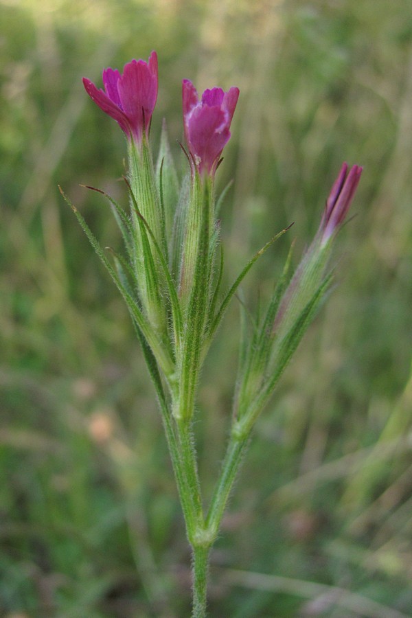 Изображение особи Dianthus armeria.