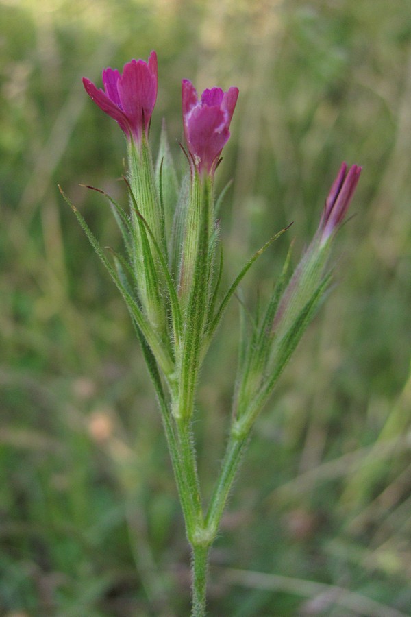 Image of Dianthus armeria specimen.