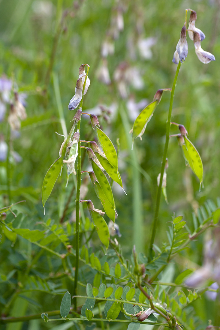 Image of Vicia sylvatica specimen.