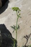 Crithmum maritimum