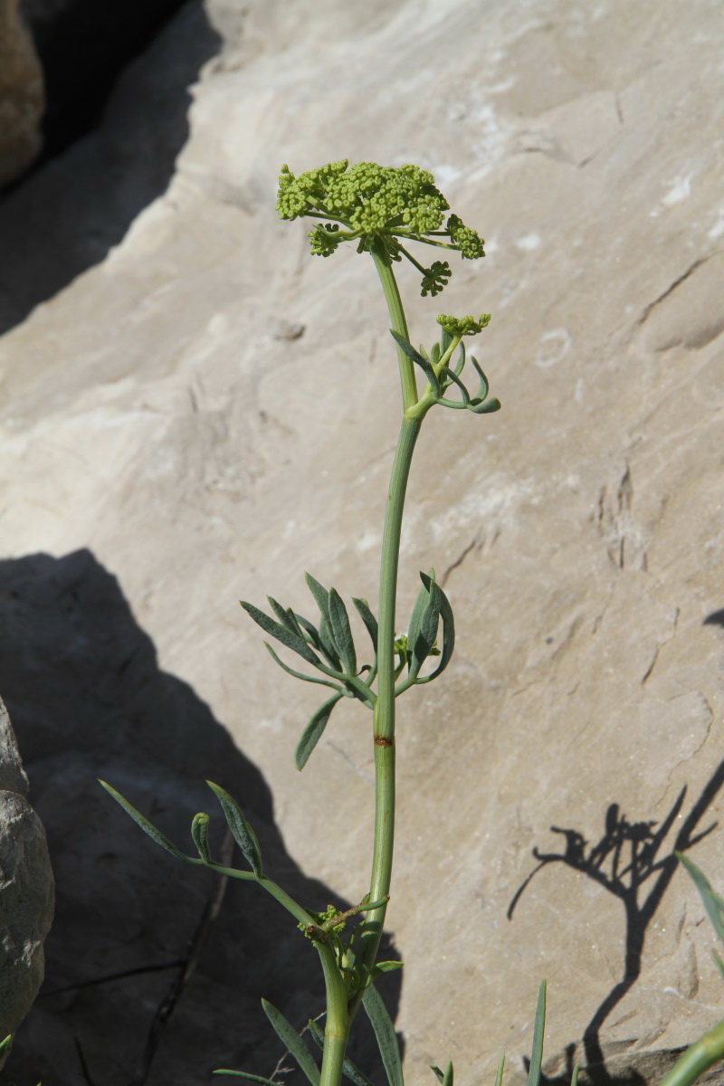 Изображение особи Crithmum maritimum.