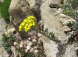 genus Alyssum. Верхушка побега с соцветием. Дагестан, Акушинский р-н, окр. с. Акуша, ок. 1900 м н.у.м., скальный выход. 06.06.2019.