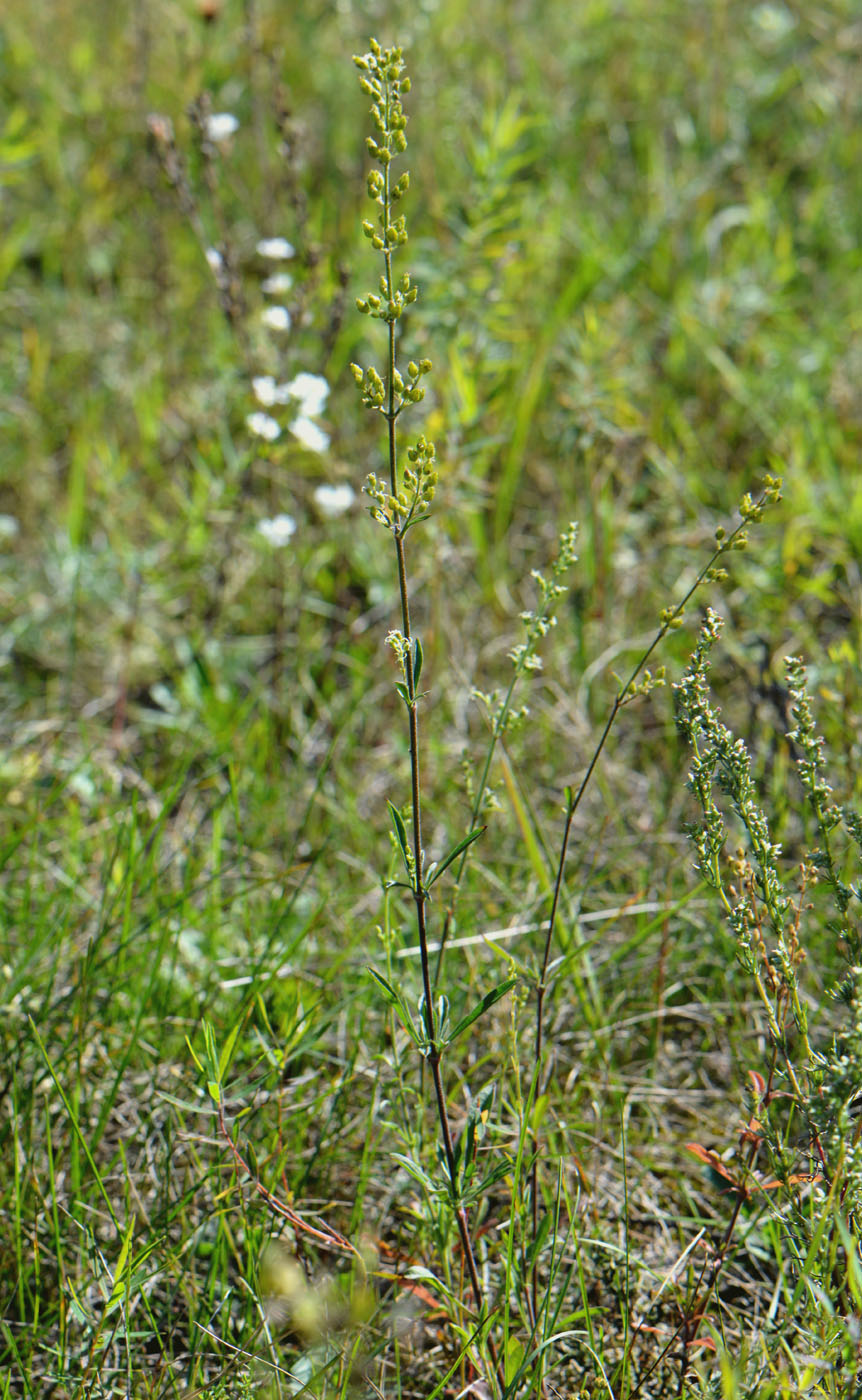 Image of Silene borysthenica specimen.