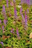 Astilbe chinensis