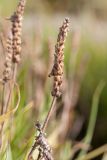 Plantago maritima. Верхушка побега с соплодием. Ленинградская обл., Кингисеппский р-н, окр. дер. Урмизно, мыс Дубовский, близ брошенного поста технического наблюдения 6-й погранзаставы, берег Финского залива, каменистый марш. 25.08.2019.