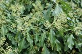 Hedera helix