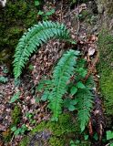 Polystichum aculeatum