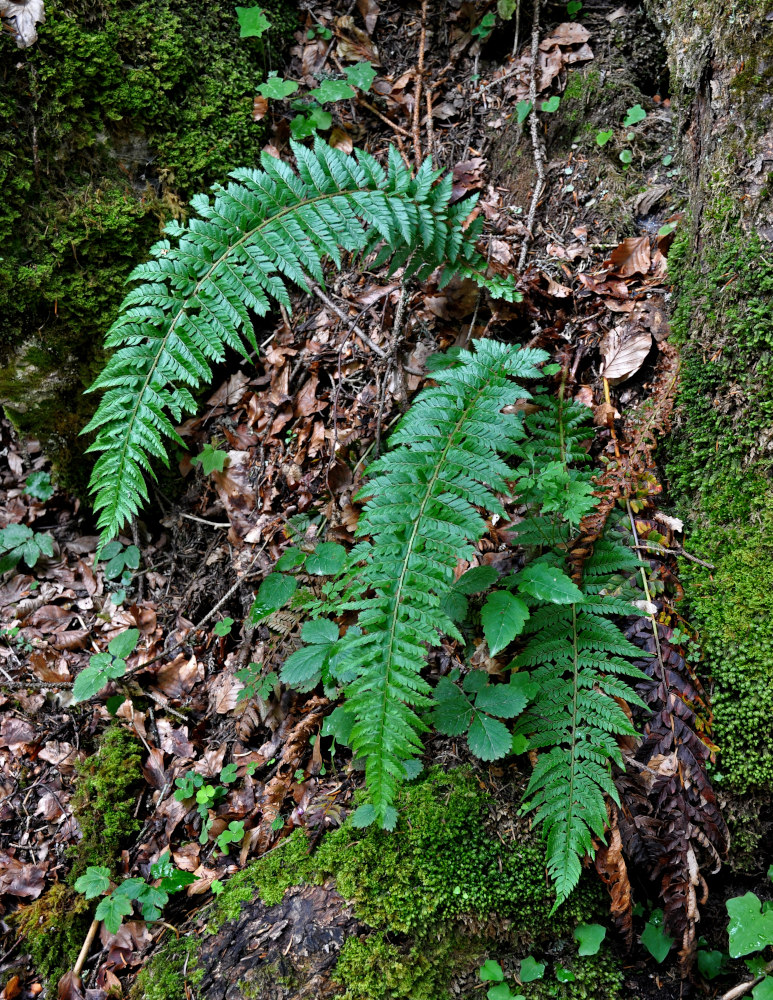 Image of Polystichum aculeatum specimen.