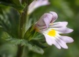 Euphrasia brevipila