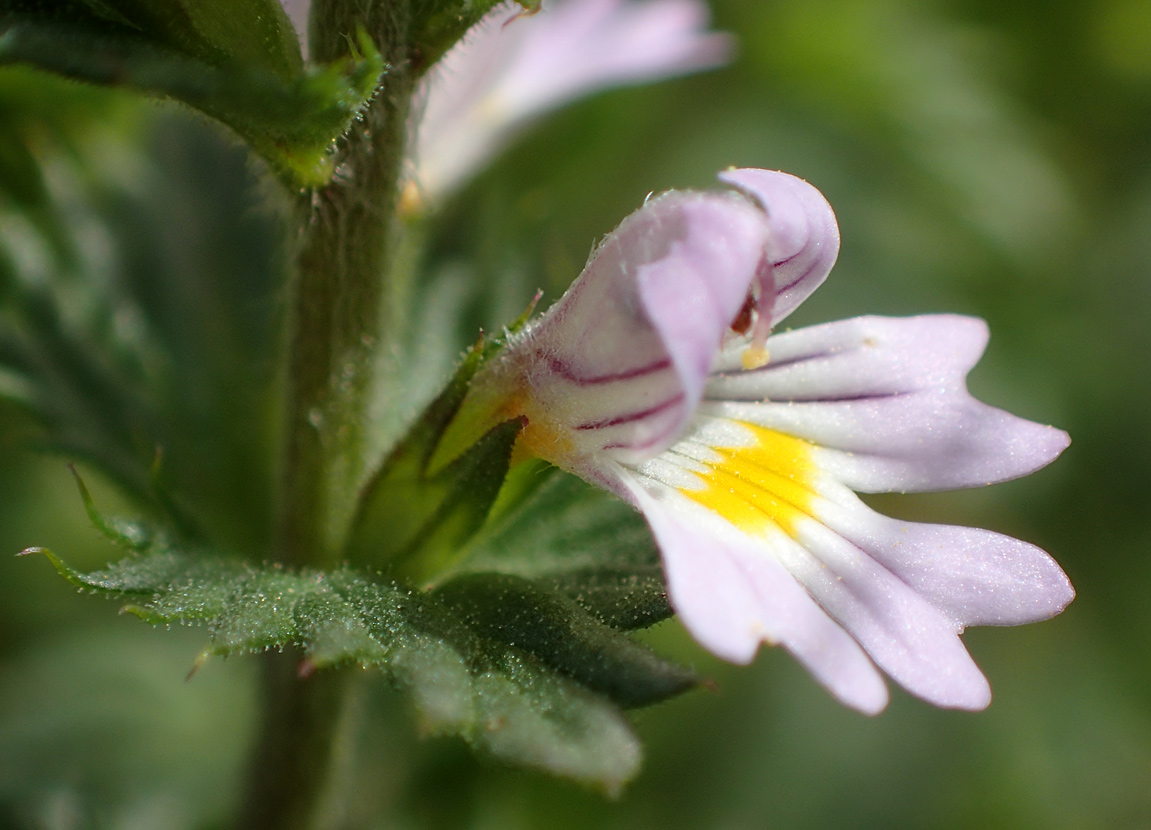 Изображение особи Euphrasia brevipila.